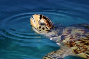 Turtle Rehab and Marine Debris