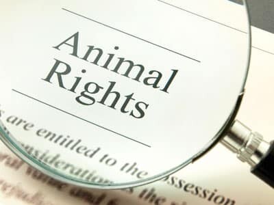 Animal Rights, Human Rights, and Eco Friendly Sustainability
